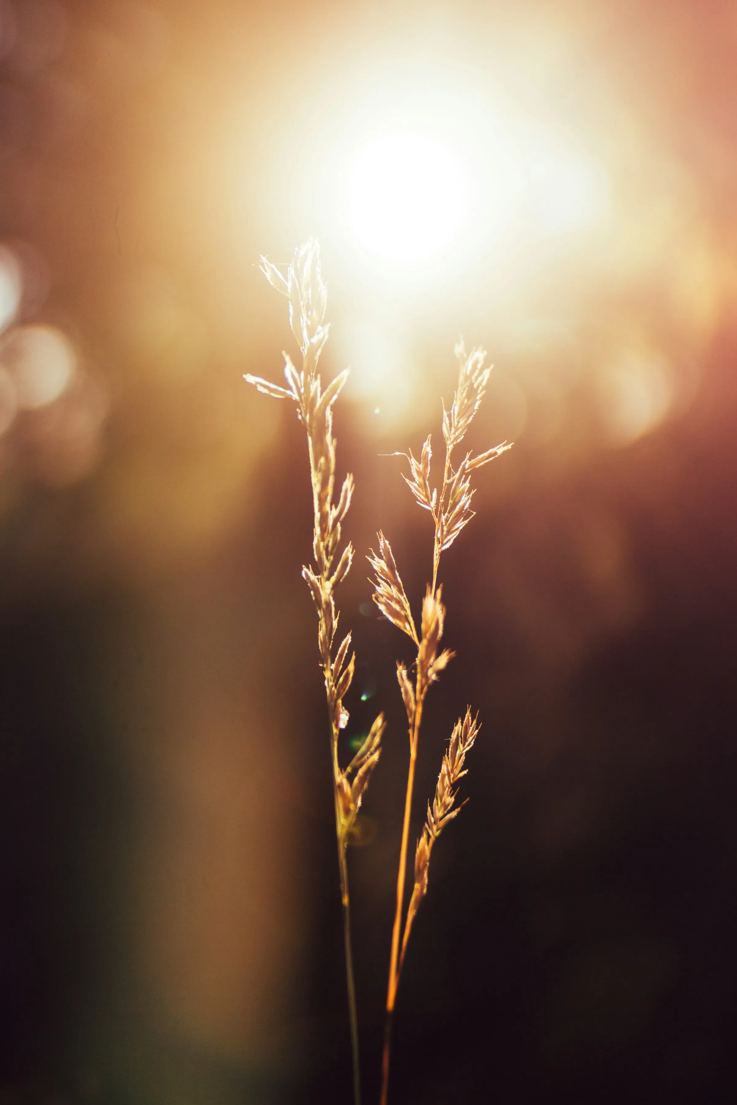 Two stems of wild grass lit from behind by low evening sun